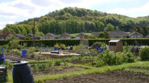 Allotments at Woodfields