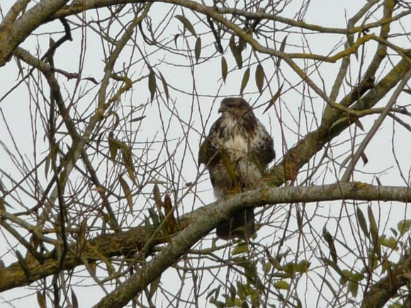 Buzzard in Cam Garden